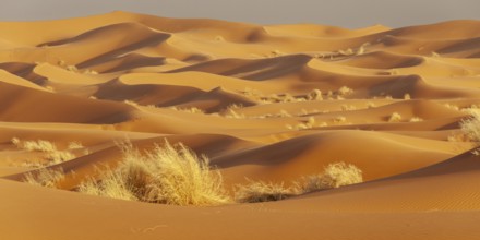 Sand dunes, Erg Chebbi, Sahara, Southern Morocco, Morocco, Africa