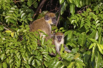 Green monkey (Chlorocebus sabaeus), guenon family, Janjabureh boat trip, Janjabureh, South Bank,