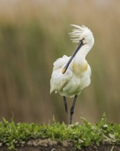 Eurasian spoonbill (Platalea leucorodia) also known as spoonbill, decorative feathers on the head,