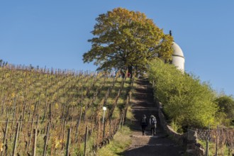 Path up to tower Jacobstein, vineyard at castle Wackerbarth, Radebeul, near Meissen, Germany,