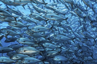 Large shoal of bigeye trevallies (Caranx sexfasciatus) Bigeye jack mackerel swimming in open sea,