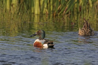 Northern shoveler (Anas clypeata), swimming in the water, Texel, Noordholland, Holland