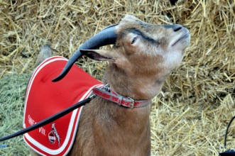 Hennes the VIII, the mascot of 1. FC Köln, RheinEnergie Stadium, Cologne, North Rhine-Westphalia,