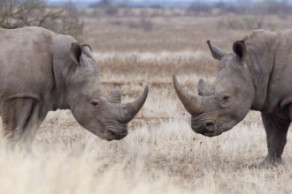 Southern white rhinoceroses (Ceratotherium simum simum), two adult males standing in dry grass,