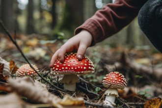 Child's hands picking up red toxic fly agaric Amanita Muscaria mushroom in forest. KI generiert,