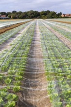 Rows of lettuce crop protected by fleecing growing in field, Bawdsey, Suffolk, England, UK Rows of