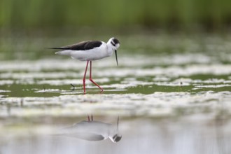 Black-winged Stilt (Himantopus himantopus), foraging in the water, Neusiedler See-Seewinkel