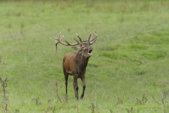 A Red deer (Cervus elaphus) male roaring at the edge of the woods