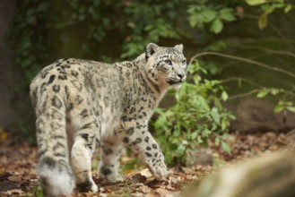 Snow leopard (Panthera uncia syn. Uncia uncia) in an autumn forest, captive