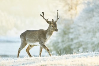 Fallow deer (Dama dama) on a frozen meadow, Bavaria, Germany, Europe