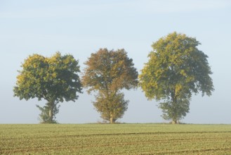 Deciduous trees, maple (Acer) with autumn leaves at the edge of a field in the fog, North