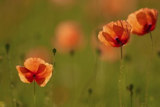 Red poppy (Papaver rhoeas), illuminated by the sun, in summer, Spessart, Bavaria, Germany, Europe