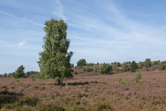 Heather blossom, trees, birch, Wilseder Berg near Wilsede, Bispingen, Lüneburg Heath, Lower Saxony,