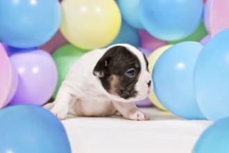 Tiny 3 weeks old pied and tan French Bulldog dog puppy between colorful balloons