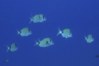 School of fish, group, school of common two-banded seabream (Diplodus vulgaris) in the