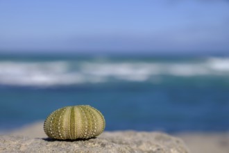 Sea urchins, enclosure off the Indian Ocean, De Hoop Nature Reserve, nature reserve near