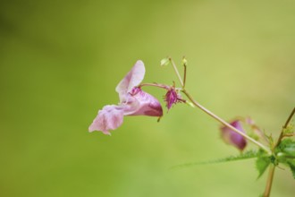 Himalayan balsam (Impatiens glandulifera) flower, close-up, Bavaria, Germany, Europe