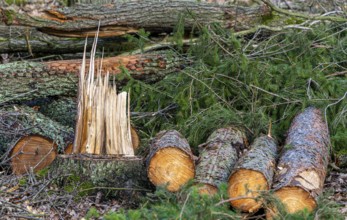 Detailed photo, forestry and clearing in the forest, Berlin, Germany, Europe