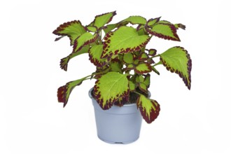 Potted painted nettle 'Coleus Blumei Velvet' plant on white background