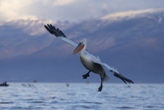 Dalmatian Pelican (Pelecanus crispus), landing, snow-capped mountains in the background,