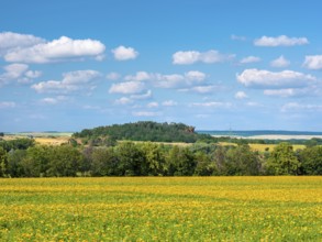 Field with marigolds (Calendula officinalis), medicinal plant, blue sky with cumulus clouds, near