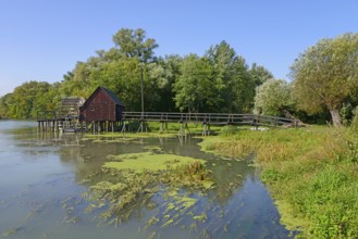 A wooden footbridge leads to a wooden mill on the calm waters of the Little Danube surrounded by