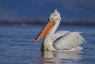 Dalmatian Pelican (Pelecanus crispus), swimming, orange throat pouch, Lake Kerkini, Greece, Europe