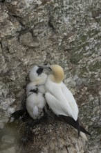 Northern gannet (Morus bassanus) adult bird at its nest with a juvenile chick on a cliff ledge,