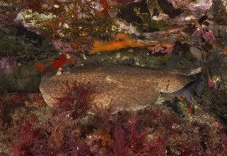 A marbled electric ray (Torpedo marmorata) rests on the seabed, surrounded by red algae. Dive site