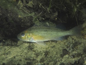 A eurasian ruffe (Gymnocephalus cernua) swims near the sandy bottom surrounded by aquatic plants.