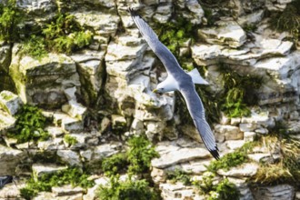 Black-legged Kittiwake, Rissa tridactyla, bird in flight over cliffs