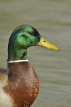 Mallard (Anas platyrhynchos), male, animal portrait, golden hour, North Rhine-Westphalia, Germany,