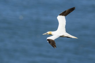 Northern Gannet, Morus bassanus, bird in flight over sea, Bempton Cliffs, North Yorkshire, England,