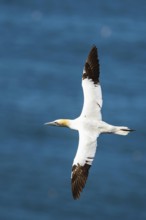 Northern Gannet, Morus bassanus, bird in flight over sea