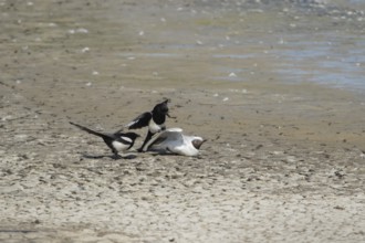 Black headed gull (Chroicocephalus ridibundus) adult bird dying of bird flu being attacked by two