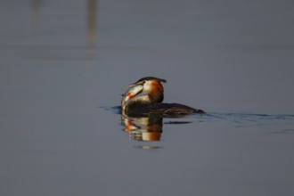 Great crested grebe (Podiceps cristatus) adult bird carrying a large fish in its beak on a river,