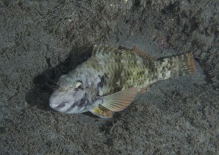 A green-brown Mediterranean parrotfish (Sparisoma cretense) sleeps at night on the sandy seabed in