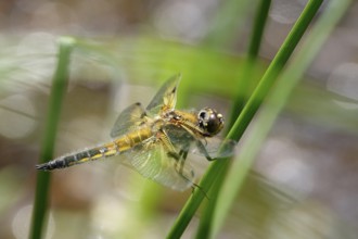 Dragonfly on a stalk at a lake, summer, Germany, Europe