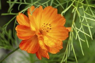 Close-up of a flower of an orange ornamental basket (Cosmos bipinnatus), Ternitz, Lower Austria,