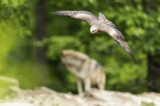 A bird of prey in flight over a blurred kite (Milvus milvus) wildlife