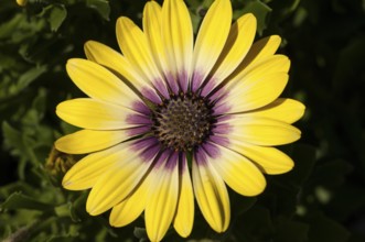 Flower impression, cape marguerite (Osteospermum ecklonis)