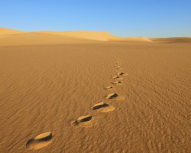 Footprints run through a quiet, sunlit desert with large sand dunes and a clear blue sky, Matruh,