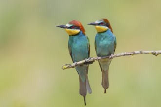 Bee-eater (Merops apiaster) pair sitting on a branch, wildlife, courtship display, Lake Neusiedl