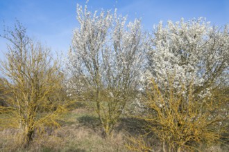 Blackthorn (Prunus spinosa) white flowering and elderberry (Sambucus) overgrown with common orange