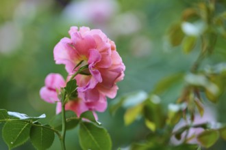 Delicate pink rose blossoms against a background of green leaves, Miltenberg, Bavaria, Germany,