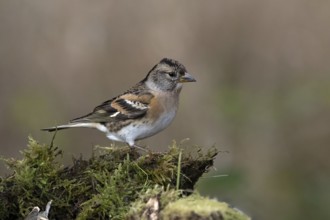 Mountain finch, female, (Fringilla montifringilla), Austria, Upper Austria, Europe