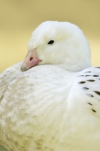 Upland goose (Chloephaga picta), male, portrait, captive, occurrence in South America