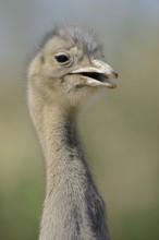 Darwin's rhea (Pterocnemia pennata), portrait, Patagonia, Chile, South America