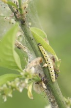 Spindle ermine (Yponomeuta cagnagella), caterpillar, North Rhine-Westphalia, Germany, Europe