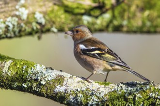 Male of Chaffinch, Fringilla coelebs, bird in forest at winter sun